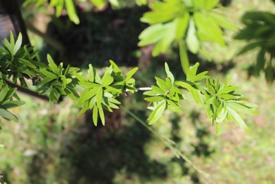 Gleditsia triacanthos 'Goofy' - dřezovec trojtrnný - listy